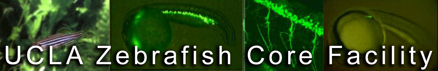 UCLA Zebrafish Core Facility Zebrafish facility